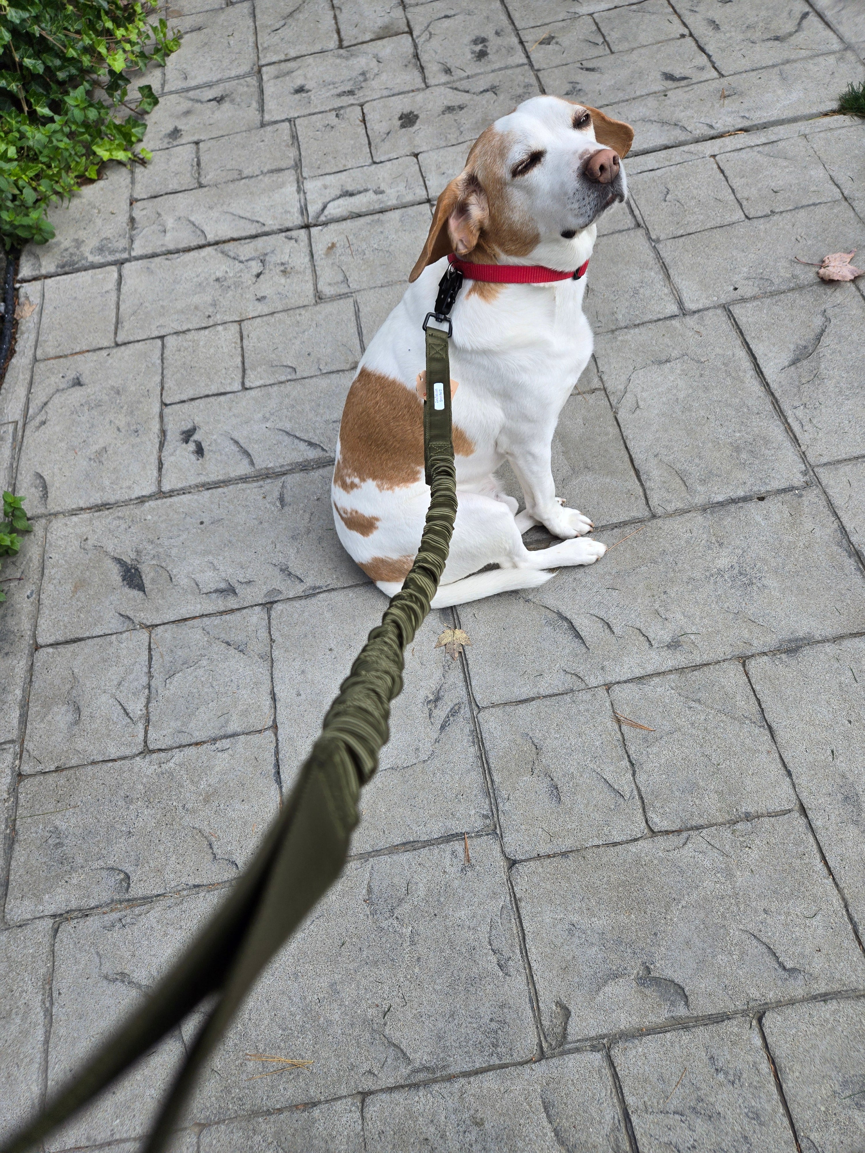 Tactical Leashes
