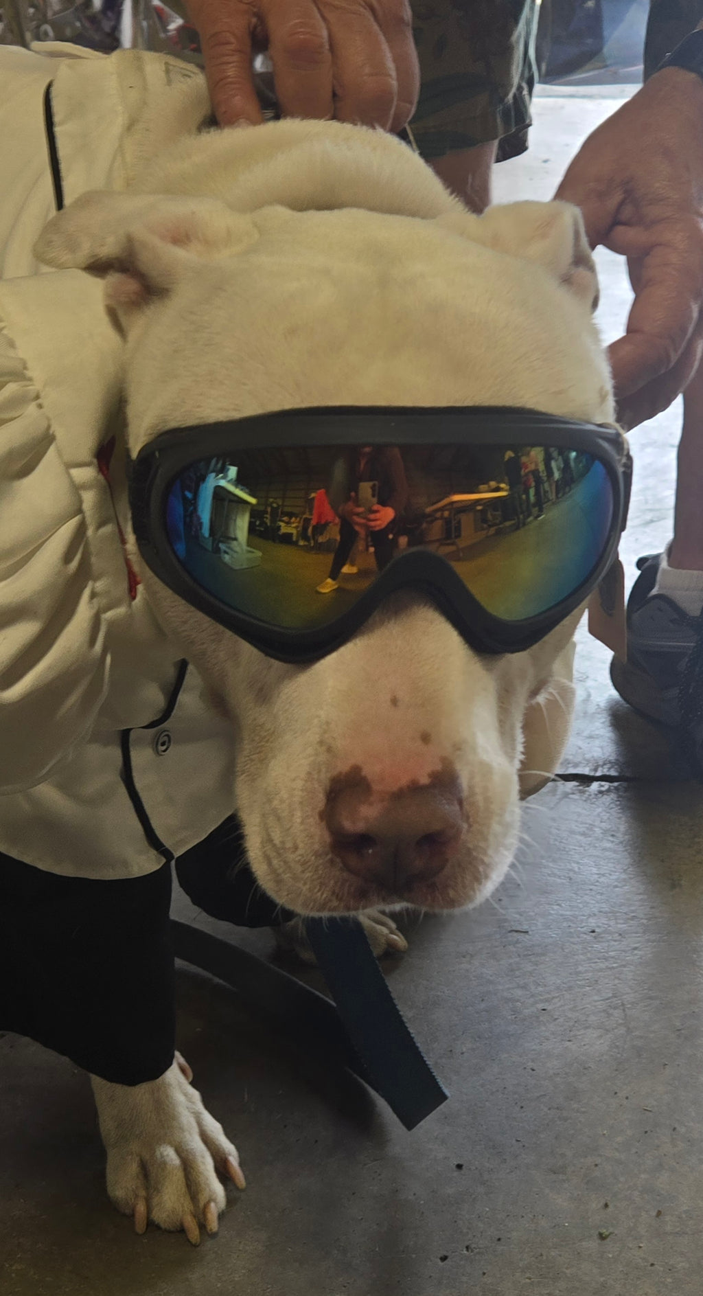 K9 Goggles