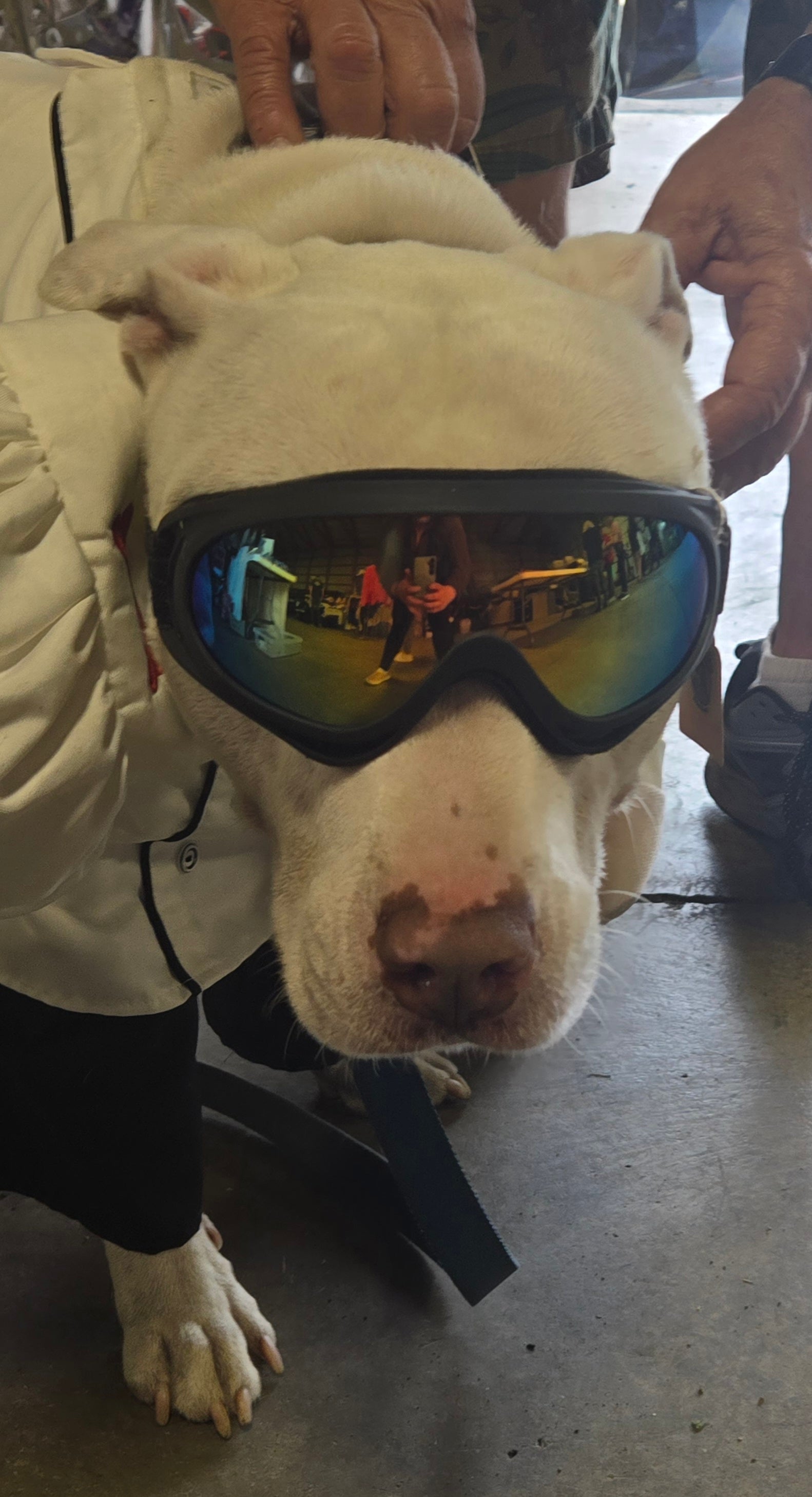 K9 Goggles