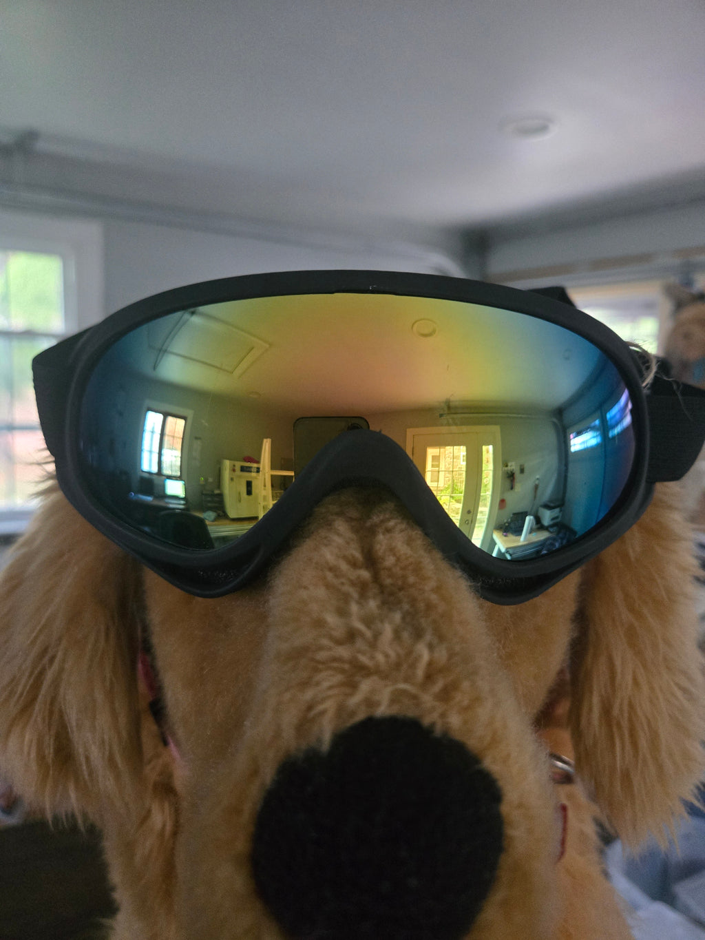 K9 Goggles