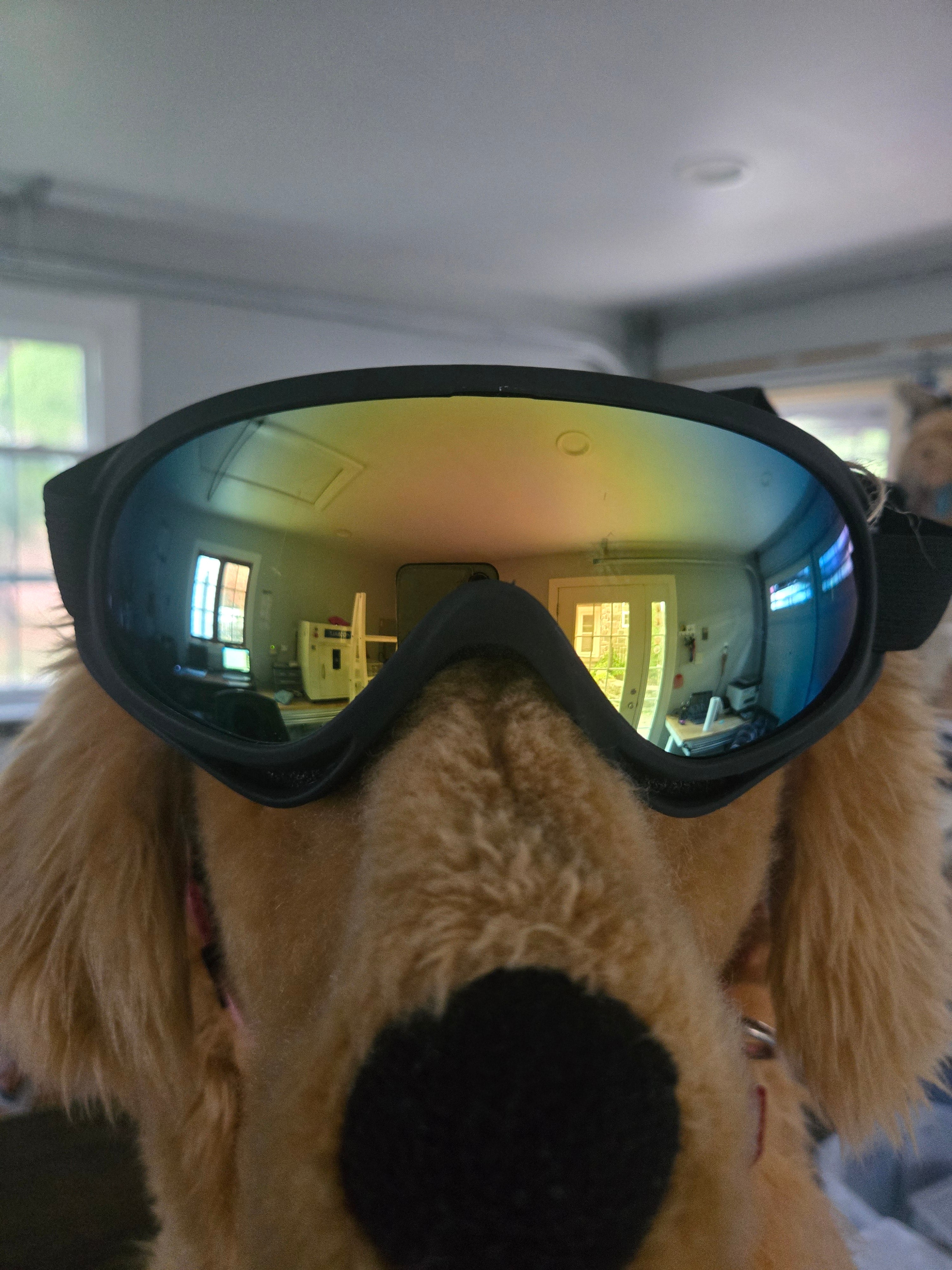 K9 Goggles
