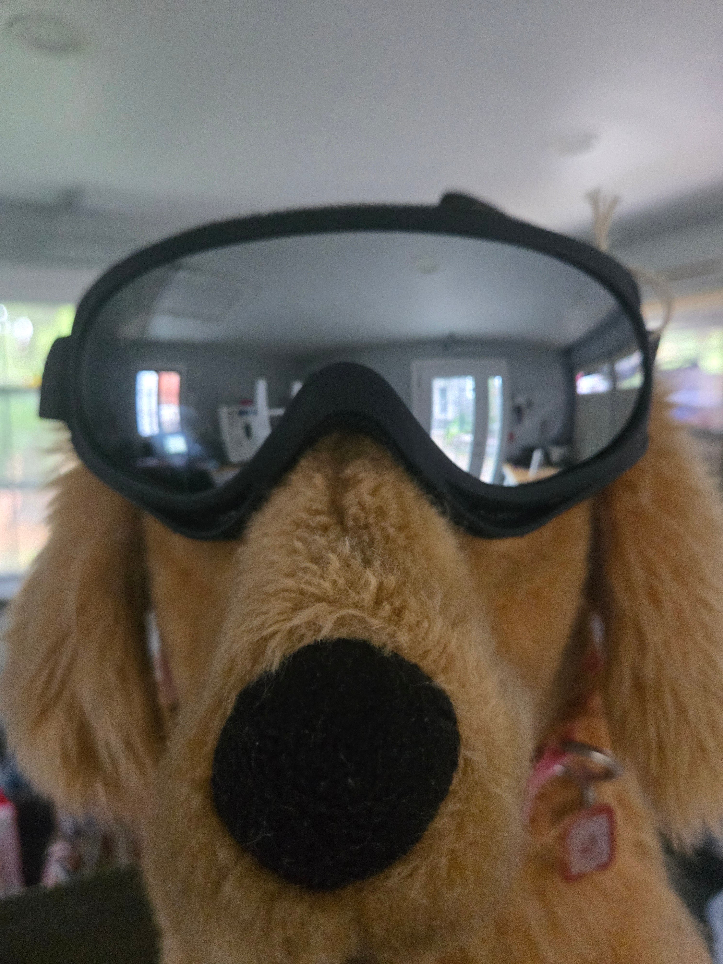 K9 Goggles