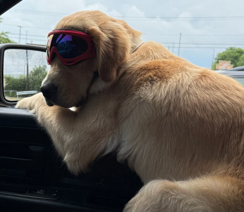 K9 Goggles