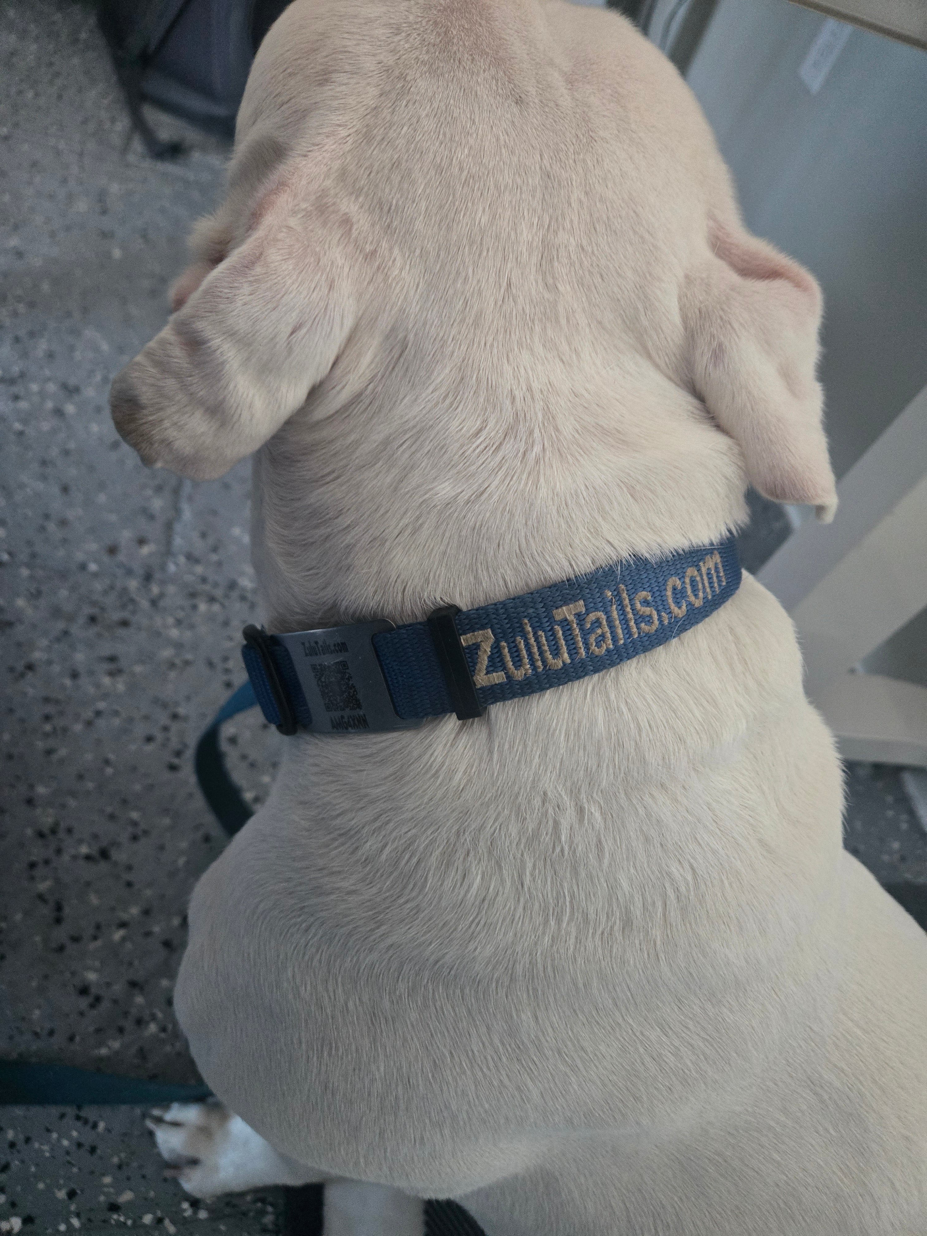 Personalized ZuluTails Collars
