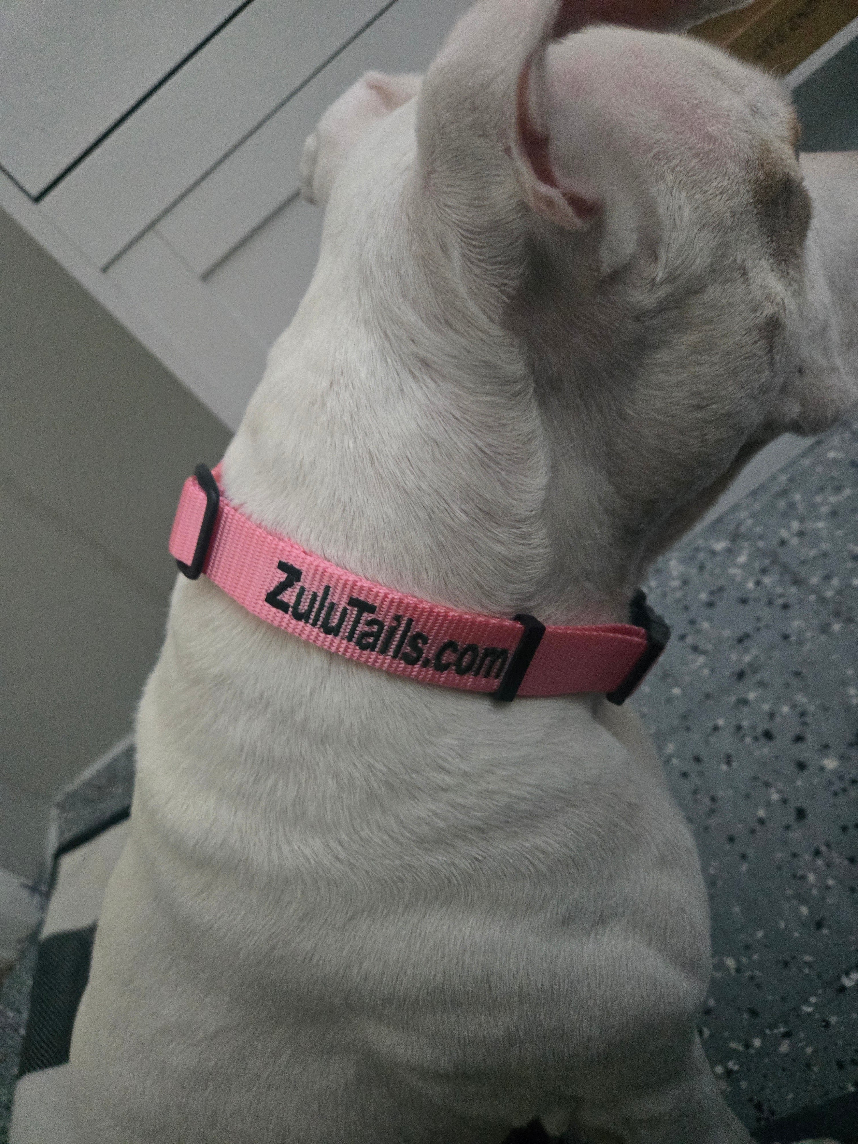 Personalized ZuluTails Collars