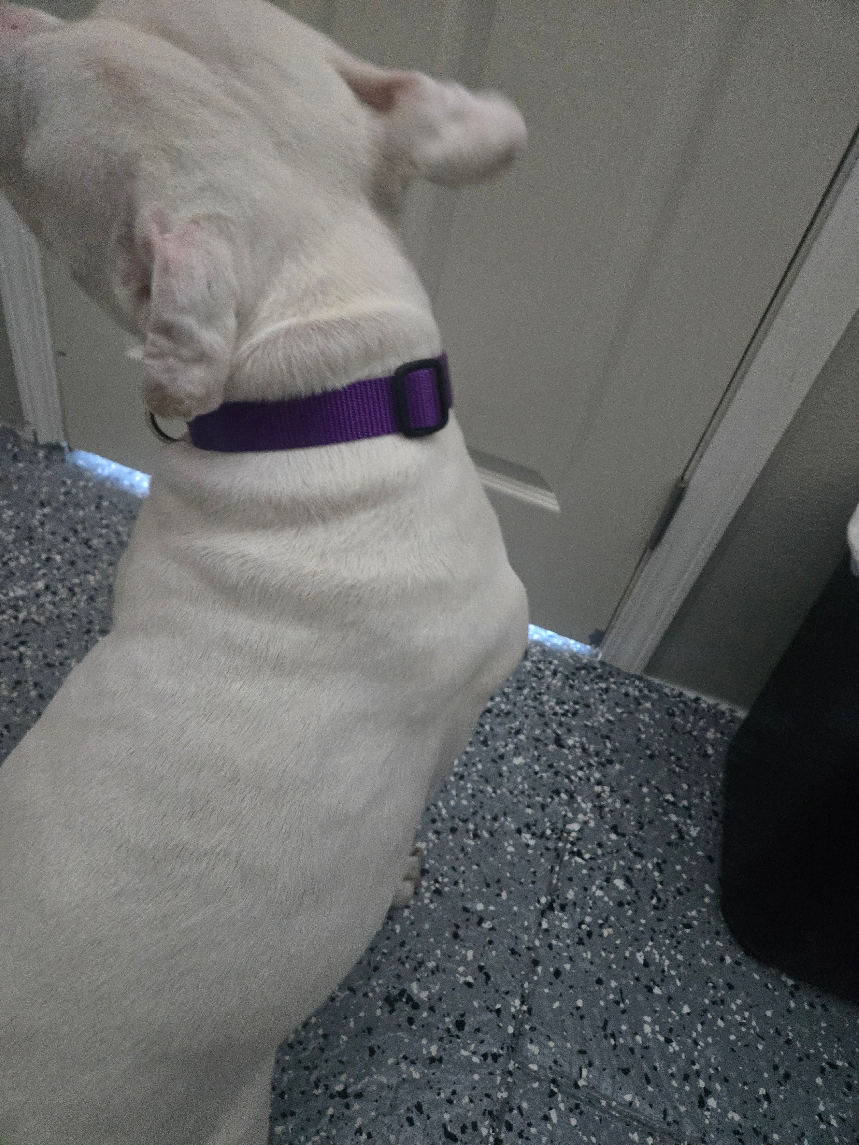 Personalized ZuluTails Collars