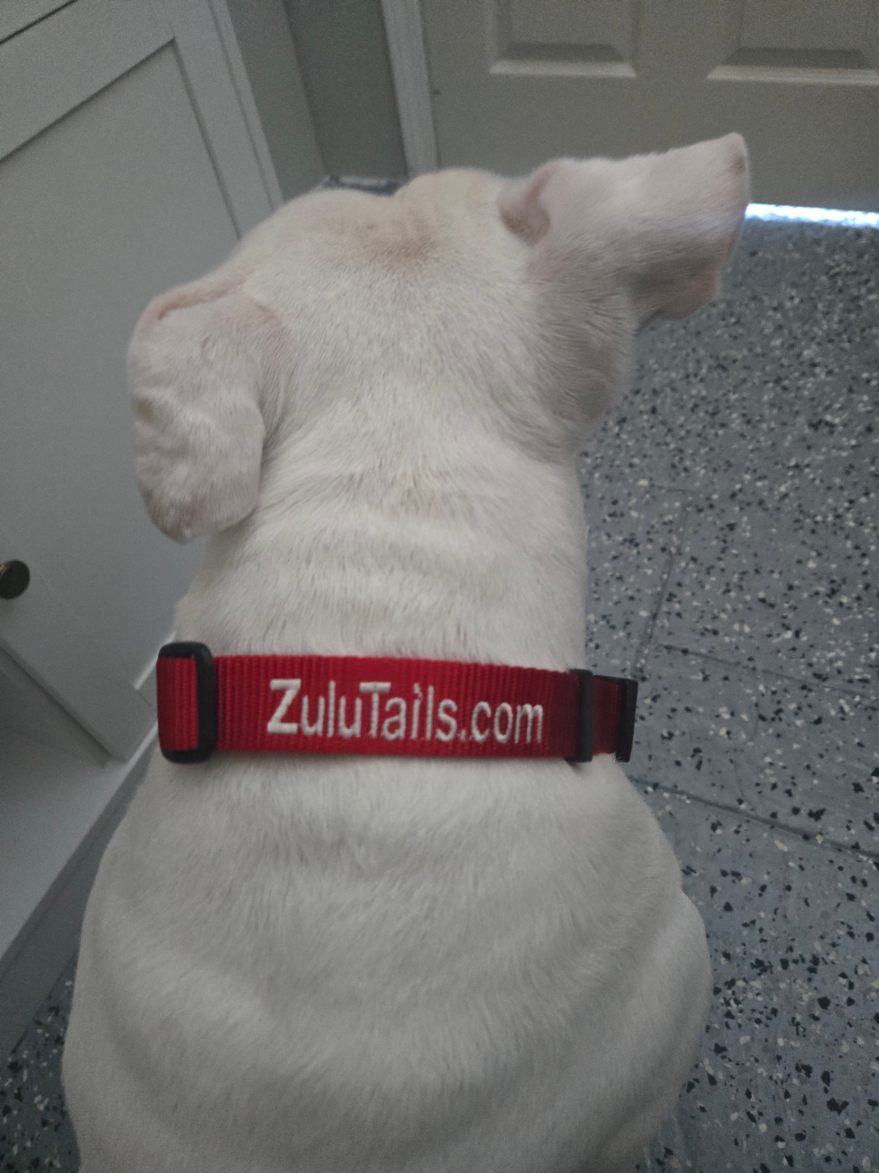 Personalized ZuluTails Collars