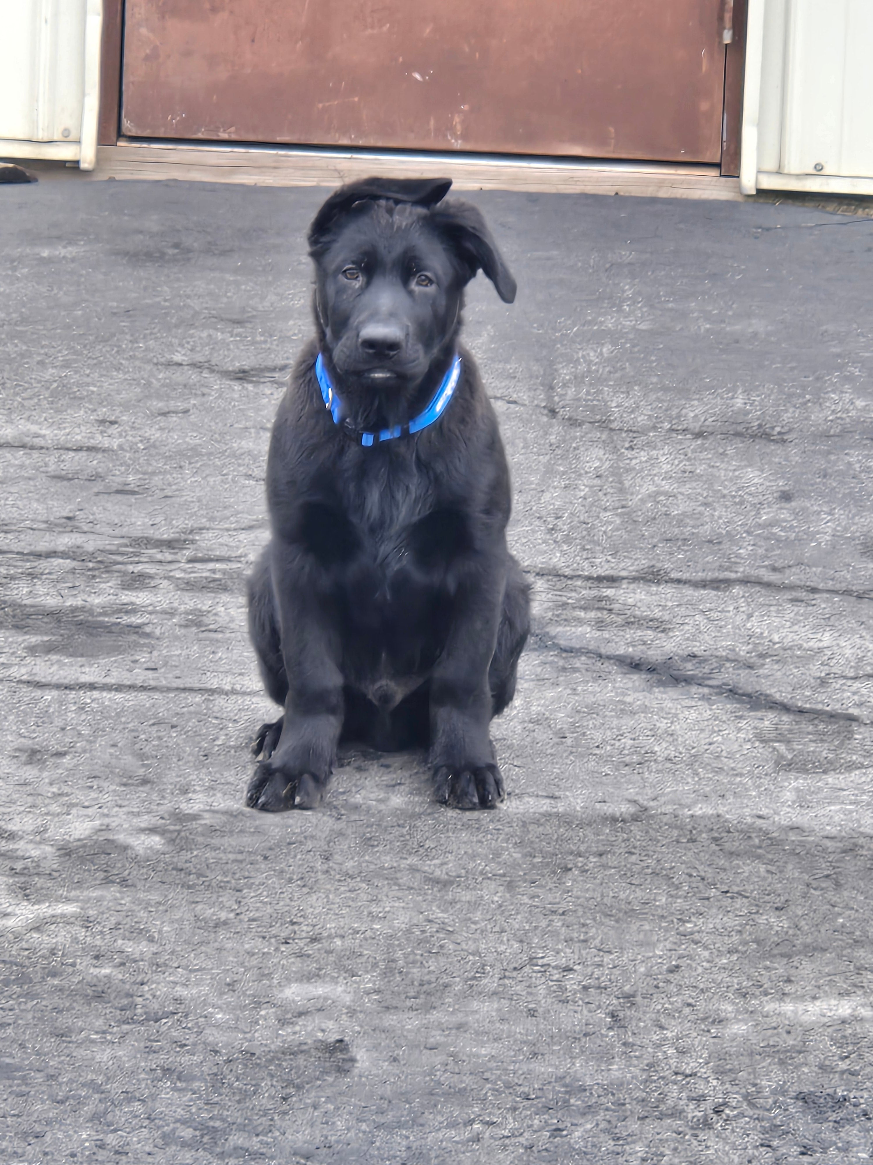 Personalized ZuluTails Collars