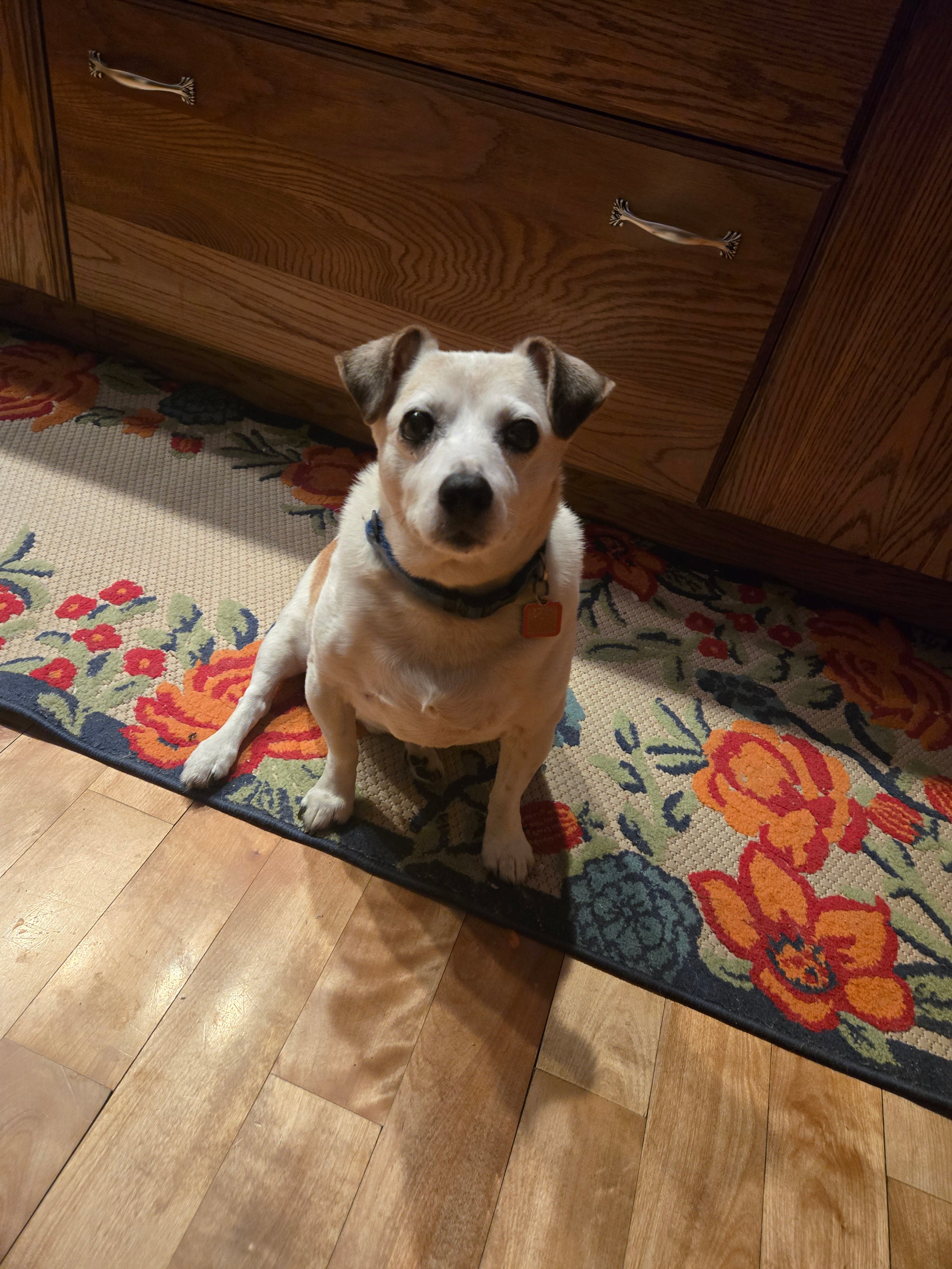 Personalized ZuluTails Collars