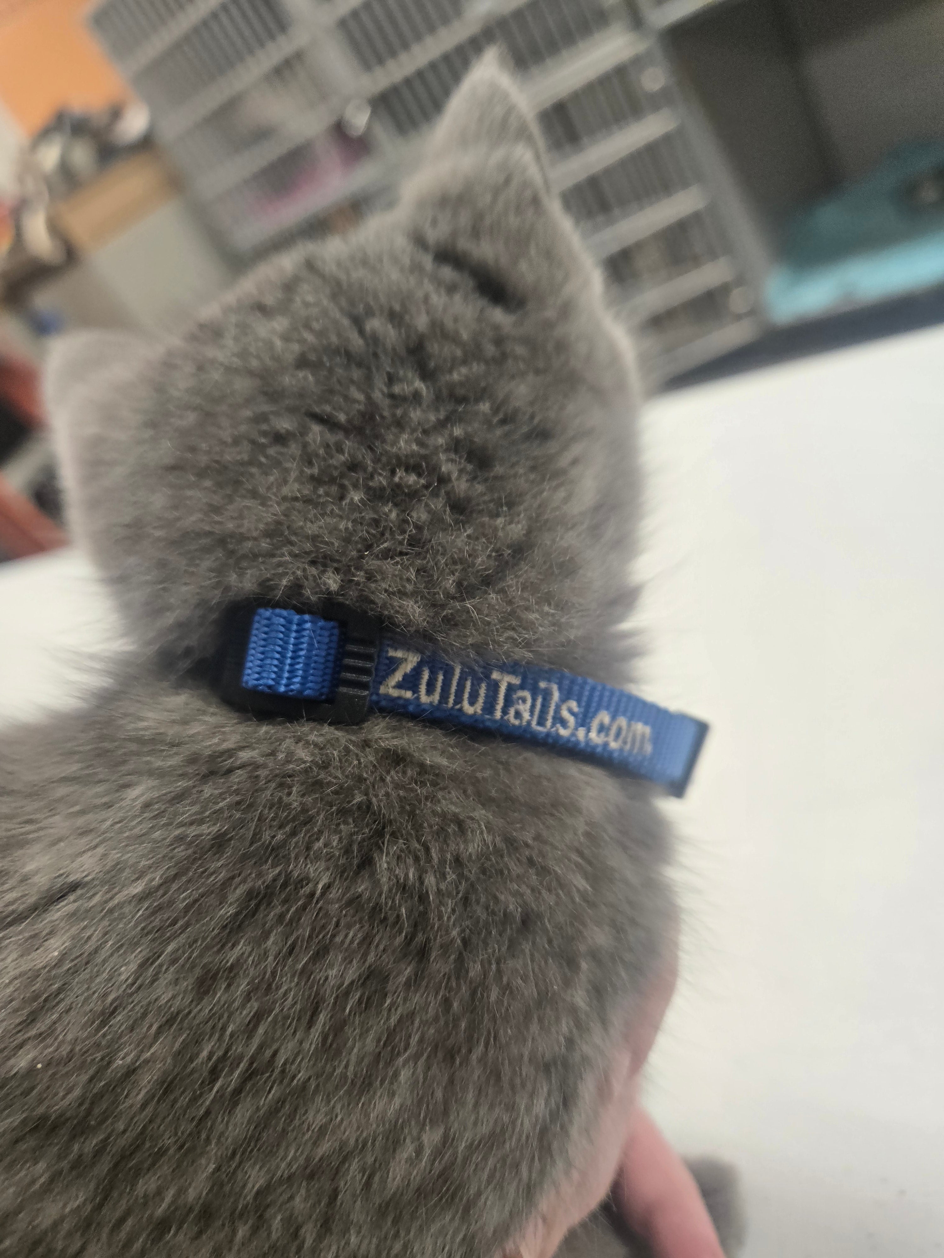 Personalized ZuluTails Collars