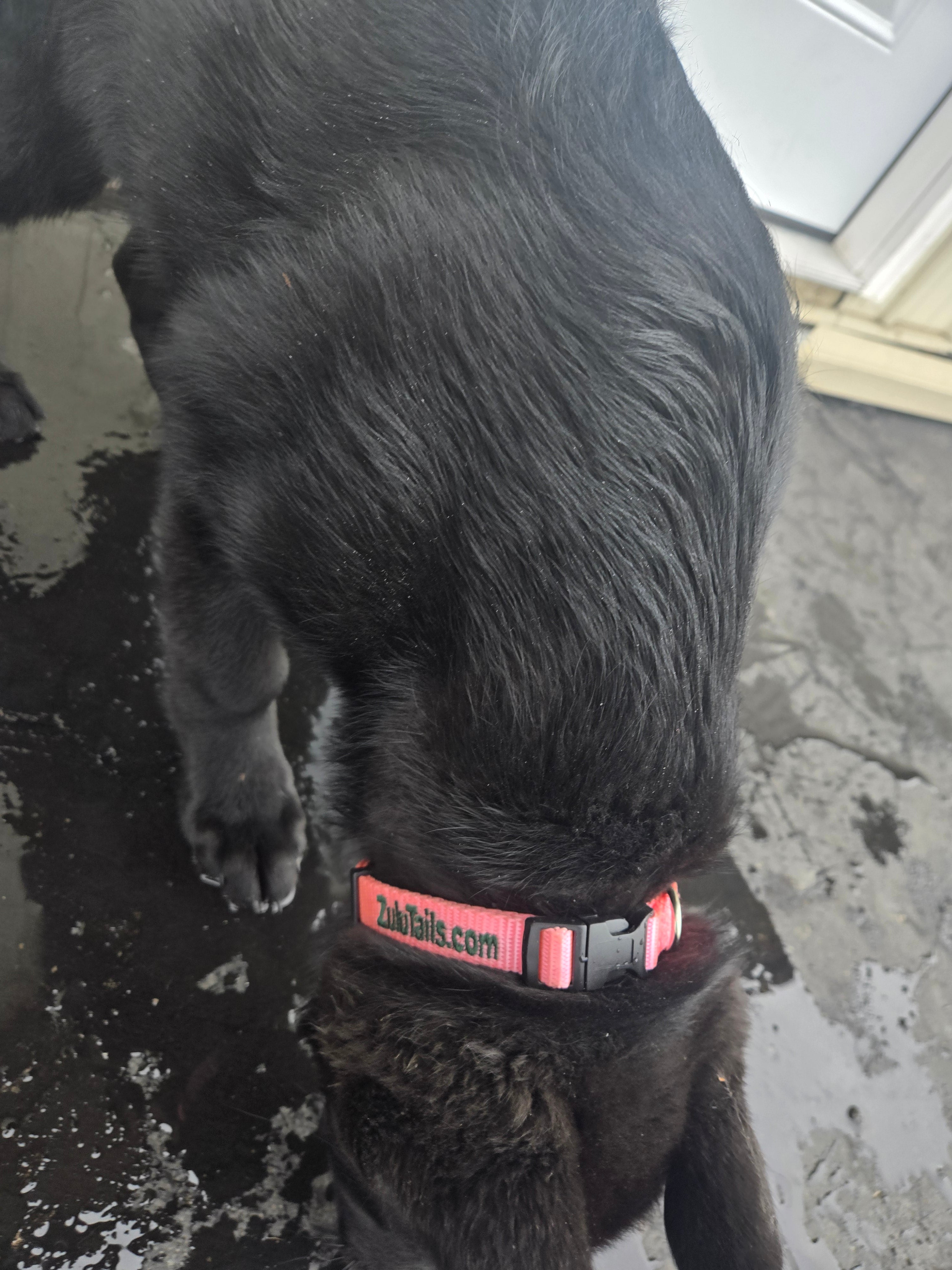 Personalized ZuluTails Collars