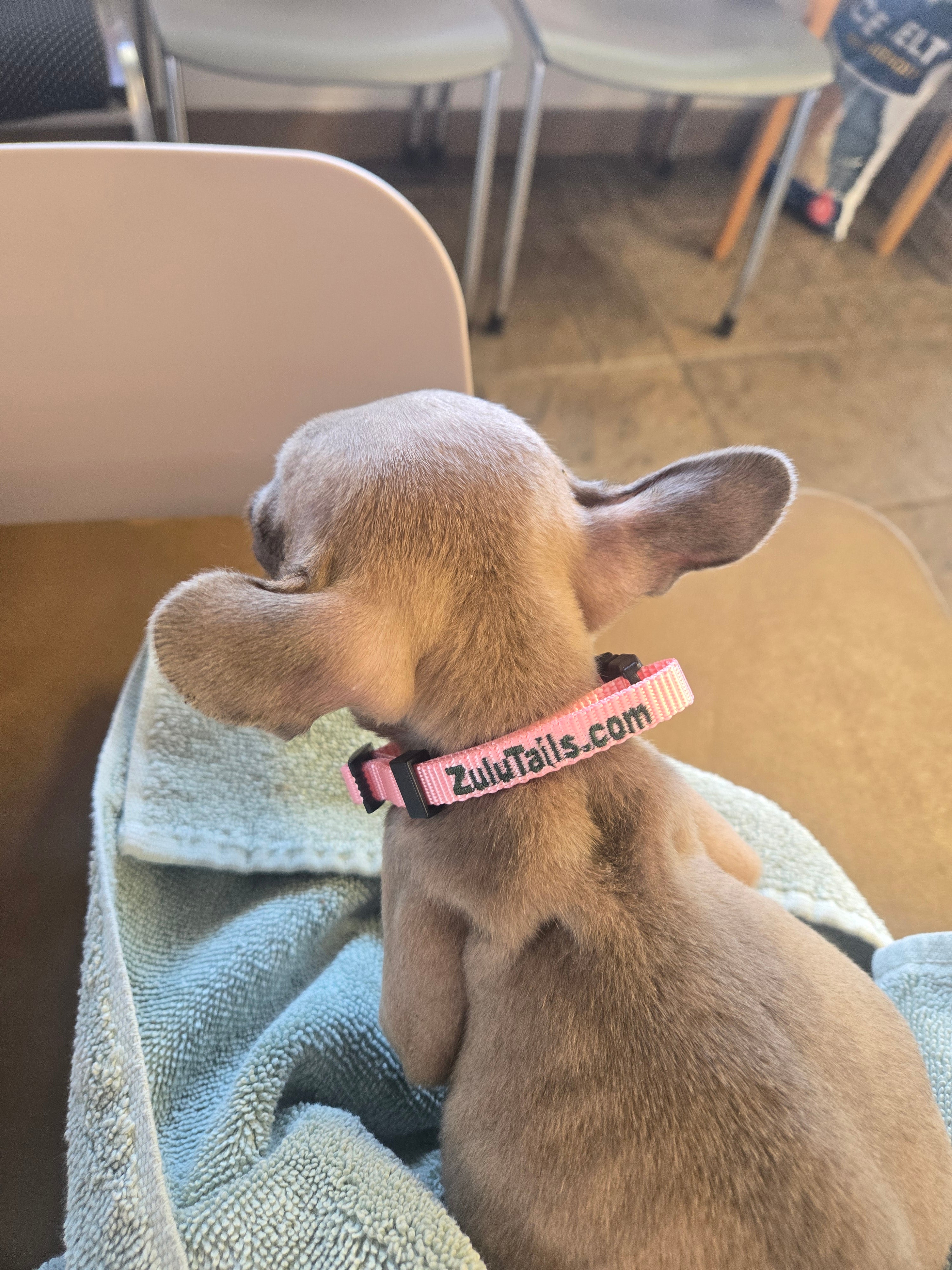 Personalized ZuluTails Collars