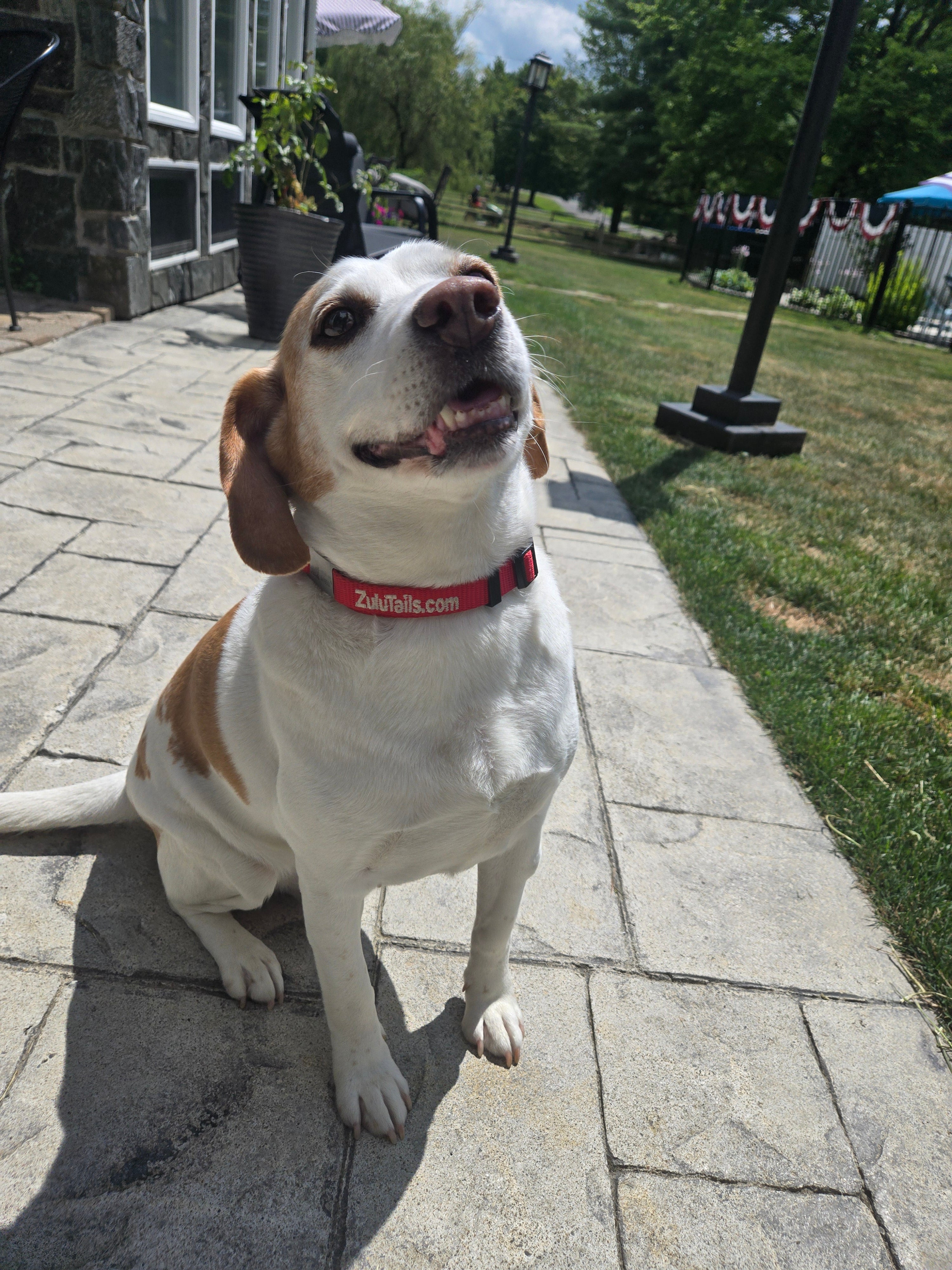 Personalized ZuluTails Collars