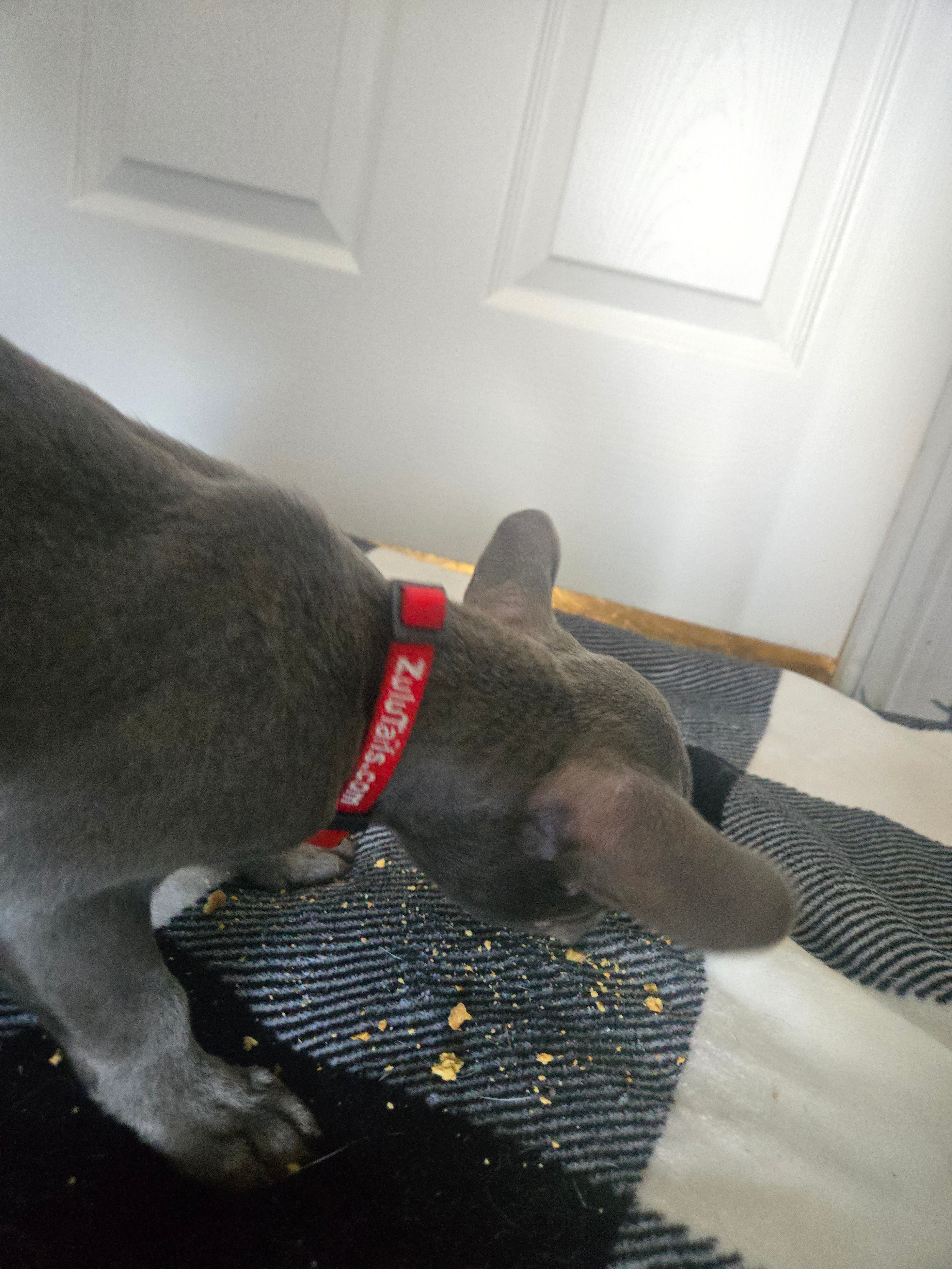 Personalized ZuluTails Collars